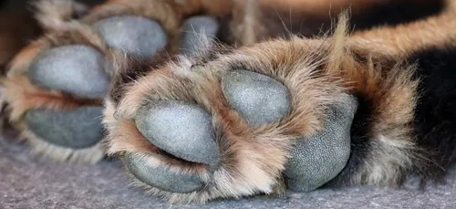 Dordogne : Pascal a retrouvé son chien Gribouille, adopté par erreur