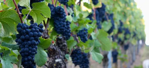 Gironde : cumuler le RSA et un emploi saisonnier sera bientôt possible