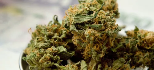 Nouvelle-Aquitaine : trois hommes interpellés et 200 kg d’herbe de...