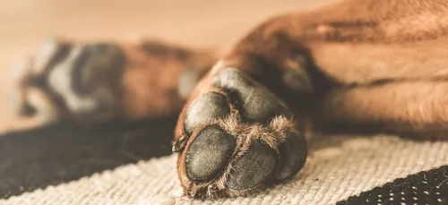 Dordogne : l'association "One Voice" dévoile une video de chiens...