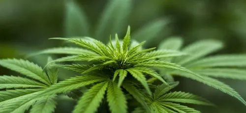 Gironde : 103 pieds de cannabis découverts dans un bois
