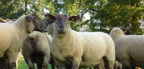 Gironde : une enquête ouverte après le vol de 130 brebis