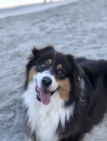 Le Porge : une opération couplée pour nettoyer la plage et adopter...