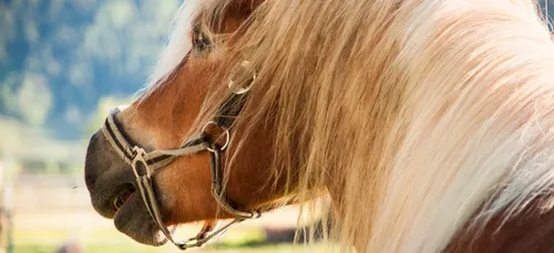 Arcachon : un poney se promène en pleine nuit devant une discothèque