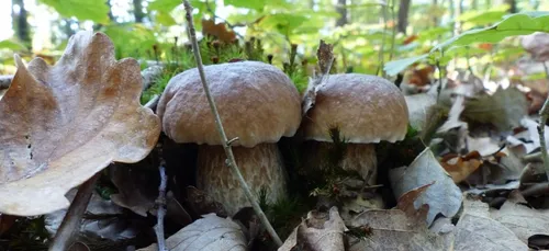 Cueillette des champignons en Nouvelle-Aquitaine : attention aux...