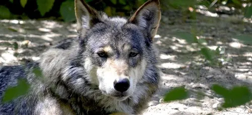 Nouvelle-Aquitaine : le loup est-il de retour dans la région ?