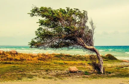 Nouvelle-Aquitaine : du vent soutenu prévu en fin de semaine
