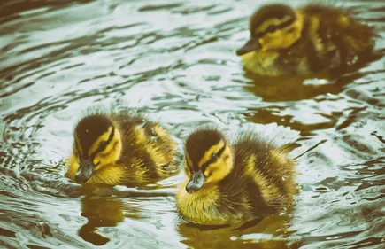Dordogne : une nouvelle vidéo de l'association L214 qui dénonce