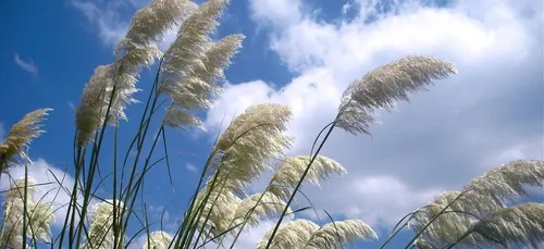 Nouvelle-Aquitaine : de fortes rafales de vent attendues dès samedi...