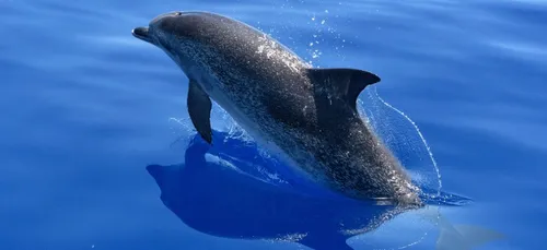 Gironde : un dauphin de deux mètres s’échoue sur une plage du Cap...