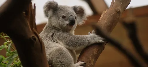Bordeaux : des associations se mobilisent pour soutenir l’Australie