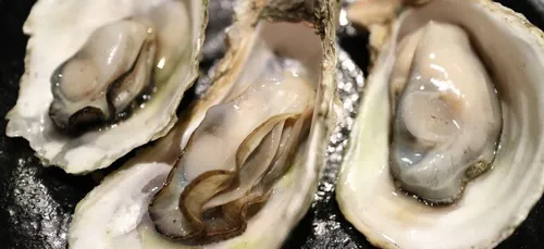 Les huîtres d’Aquitaine ne sont pas touchées par le virus de la gastro