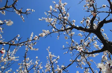 Nouvelle-Aquitaine : la douceur de l'hiver se confirme