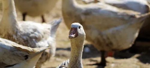 Grippe aviaire : les éleveurs du sud-ouest appelés à la vigilance