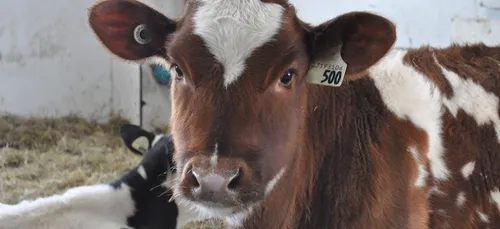 L214 diffuse de nouvelles images chocs filmées dans un abattoir de...