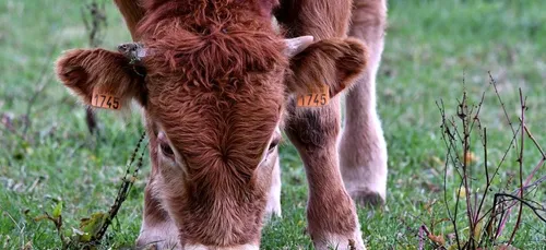 Abattoir Sobeval en Dordogne : L214 demande la démission du...