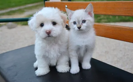 Périgueux : c'est la journée de l'amour ce samedi à la SPA