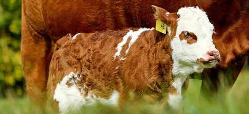 Dordogne : l’abattoir de la Sobeval dans le viseur de la justice