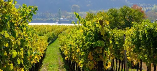 Vignobles en Gironde : deux collectifs demandent la suspension des...