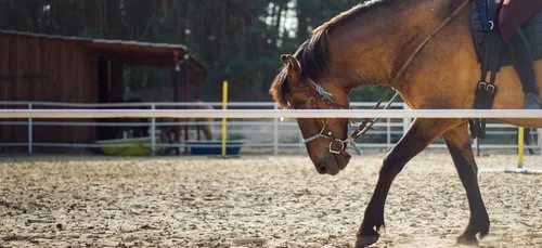 L’inquiétude des centres équestres de Nouvelle-Aquitaine