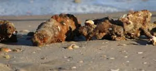 Attention aux obus sur le littoral girondin !