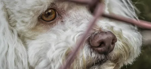 Moins d’abandons d'animaux cet été ? Découvrez la raison