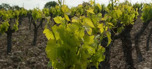 Bordeaux : une vente aux enchères de vin pour la bonne cause