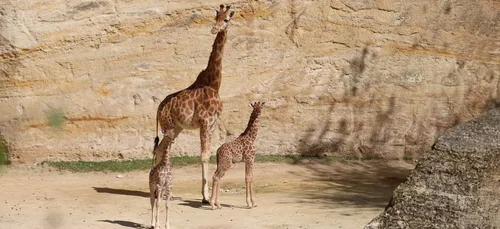 Naissance d’un girafon au zoo du Bassin d’Arcachon