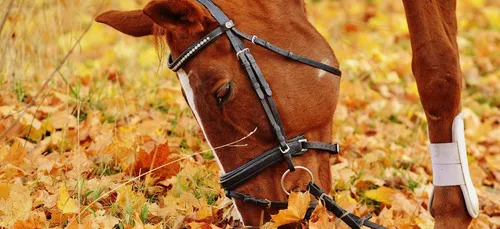 Chevaux mutilés : le premier cas en Gironde