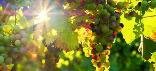 Sadirac : les vendanges des rouges commencent cette semaine