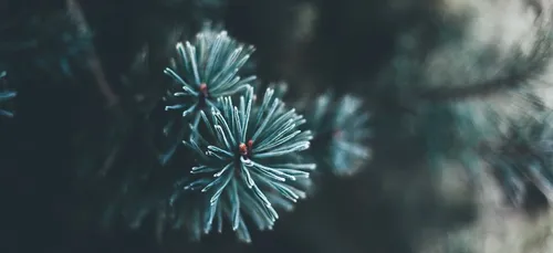 Sapin de Noël : les Bordelais finalement consultés ?