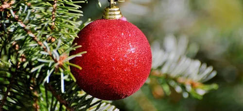 Sapin de Noël à Bordeaux : la pétition déposée à la mairie,...