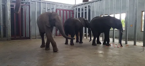Un nouvel éléphant au Zoo du Bassin d’Arcachon