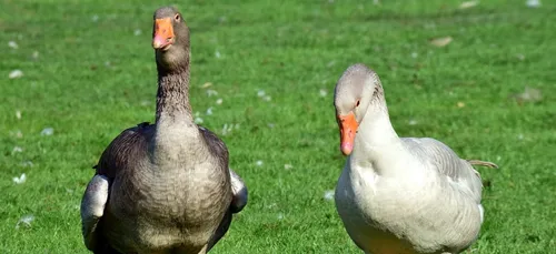Grippe Aviaire : des mesures mises en place en Dordogne