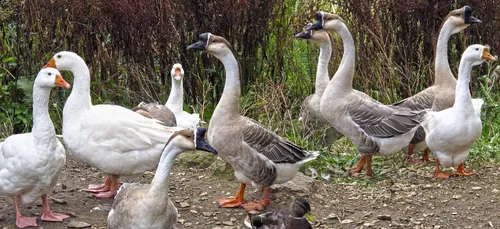 Grippe Aviaire : la Gironde et la Dordogne placées en risque « élevé »