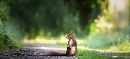La Ligue de Protection des Oiseaux Aquitaine lance un appel aux dons