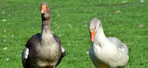 Confirmation de cas de grippe aviaire dans les Landes : plusieurs...