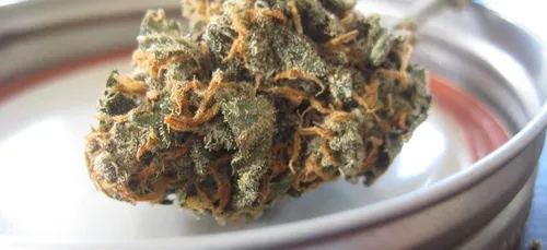 Gironde : deux ans de prison ferme pour avoir transporté 179 kilos...