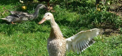 Grippe aviaire : un quatrième élevage des Landes contaminé