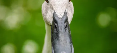 Landes : un cinquième élevage contaminé par la grippe aviaire ?