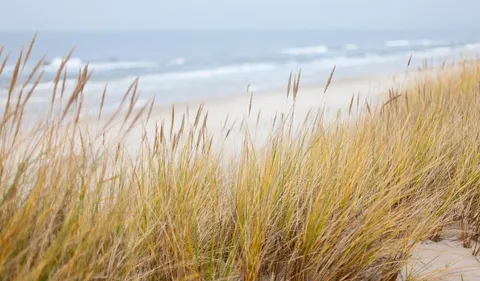 La Teste : recycler son sapin de Noël en consolidant la dune