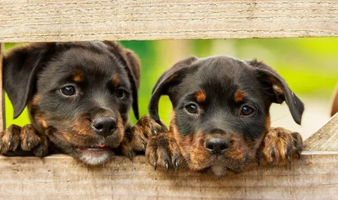 Taillan-Médoc : collecte de dons au profit de la SPA