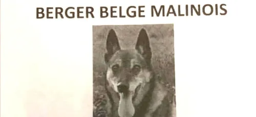 Libournais : avis de recherche pour retrouver le chien des pompiers