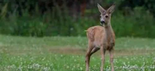 Un chevreuil secouru par la brigade nautique d'Arcachon