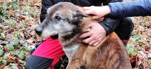 Libournais : Elan, le chien des pompiers a été retrouvé sain et sauf