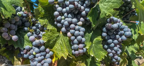 Bordeaux : mélanger vin et cannabis, une première en France