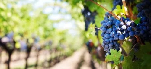 La Gironde, premier consommateur de pesticide en France