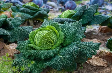 La ville de Bordeaux recherche un maraîcher bio