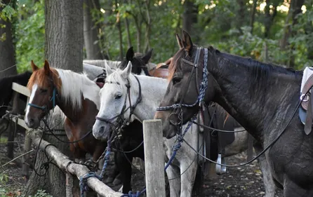Dordogne : un appel aux dons pour le centre équestre de Trélissac,...