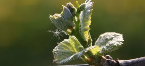 Gironde : de gros dégâts dans les vignes